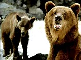 Американцы спасли трех медведей от жестокого российского дрессировщика