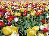 Цветоводческие хозяйства ежегодно стараются менять ассортимент цветов к женскому празднику в зависимости от спроса