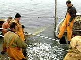 В некоторых видах рыбы, выловленной из Балтики, содержатся опасные токсические вещества - диоксины