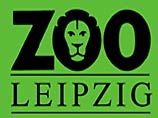 В зоопарке Лейпцига трагедией завершился, едва начавшись, медовый месяц львов-молодоженов