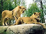Лев по имени Артур убил львицу Чиару, перекусив ей горло