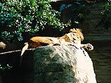 В зоопарке Лейпцига лев перегрыз горло своей подруге