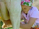 Красноярским учителям выдают зарплату коровами