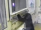 Биологи из университета Браун в штате Род-Айленд имплантировали в мозг обезьян электроды Биологи из университета Браун в штате Род-Айленд имплантировали в мозг обезьян электроды