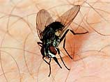 Немецкие ученые пришли к выводу, что человек заразился СПИДом от африканской мухи Stomoxys calcitrans