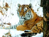 В Приморском крае тигр напал на человека