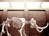 В окрестностях Кривого Рога найден скелет мамонта