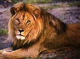 В Японии лев убежал из зоопарка и около часа разгуливал на воле