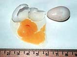 При вращении сырого яйца большую часть энергии рассеивает жидкость внутри скорлупы