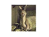 Никто не ожидал, что приз "пролетит" мимо носа всеми любимого ослика Donkey из анимационного фильма "Шрек" Никто не ожидал, что приз "пролетит" мимо носа всеми любимого ослика Donkey из анимационного фильма "Шрек"