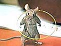 Так же, как полной неожиданностью стала победа мелкого грызуна Aero Mouse - звезды рекламы шоколадных батончиков компании Nestle. Этот забавный мышонок беспрестанно поет и крутит хула-хуп Так же, как полной неожиданностью стала победа мелкого грызуна Aero Mouse - звезды рекламы шоколадных батончиков компании Nestle. Этот забавный мышонок беспрестанно поет и крутит хула-хуп