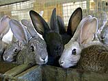 Французским исследователям удалось клонировать кроликов
