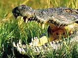 Столичные таможенники изъяли у белоруса челюсти крокодила