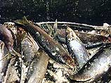 Выдвинуто обвинение капитану и управляющему добычей траулера "Тайко-мару 63", незаконно добывшего в российских водах свыше 350 тонн рыбы
