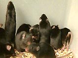 В Лос-Анджелесе крысы обглодали по крайней мере 12 трупов, находящихся в подсобке у городского коронера