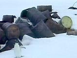 Японский ледокол привез 160 тонн арктического мусора