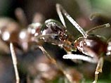 На памяти энтомологов еще не было такой огромной колонии муравьев