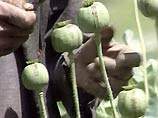 Афганское правительство после безуспешных попыток уничтожить посевы опийного мака теперь пытается их выкупить