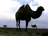 Верблюжья оспа вызывает у животных жар и сыпь, но не приводит к летальному исходу