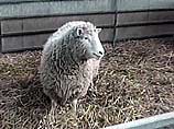 С таким предупреждением выступил ученый-генетик Ян Уилмет, являющийся одним из создателей клонированной овечки Долли