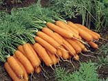 В одном из исследовательских институтов Германии выращиваются генетически модифицированные сорта моркови