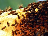 Специалистам научно-исследовательской лаборатории ВВС в Техасе удалось доказать, что пчелы способны обнаруживать взрывчатые вещества в 99% случаев