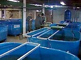 Милиционеры подозреваются в хищении со склада одного из предприятий области крупной партии рыбопродукции на сумму около 500 тыс. рублей