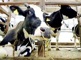 Японский ветеринар, не определившая "коровье бешенство", покончила с собой