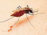 Москве грозит эпидемия малярии