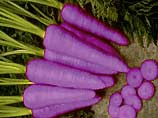 Фиолетовая морковь защищает организм от онкологических заболеваний
