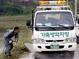 В Южной Корее - новая вспышка ящура 
