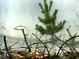 В четырех районах Якутии в связи с лесными пожарами вводится режим чрезвычайной ситуации