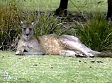 В Австралии начинается массовый отстрел кенгуру