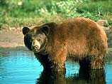 В Приморье медведь напал на двух лесорубов
