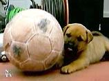 Бриджит Бардо перед чемпионатом мира в Сеуле обратится к любителям собачатины