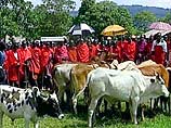 Посольство США в Кении не знает, что делать с 14 коровами - даром племени масаев