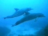 Когда дельфины сексуально возбуждаются, они пытаются изолировать пловца