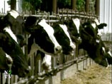 Коровы старше 2,5 лет могут оказаться носителями вируса "коровьего бешенства"