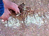 Похожие на жуков существа длиной 20 см выползли из моря на сушу и оставили следы на песчаных дюнах 480-500 млн. лет назад