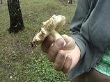20-процентный "грибной налог" введен в Ивано-Франковской области Украины
