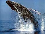 Ученые разгадали тайну легендарного кита Моби Дика