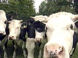 В Южной Корее зафиксирован первый случай ящура среди коров В Южной Корее зафиксирован первый случай ящура среди коров