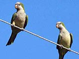 Натуралисты опасаются, что быстро размножающиеся попугаи-монахи скоро вытеснят более мелких птиц из испанской столицы