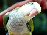Аргентинские попугаи вытесняют из Мадрида голубей и канареек