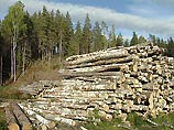 Правительство России во вторник решает судьбу лесной отрасли России