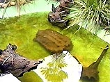 На протяжении 20 лет в канализации Сиднея жила большая плотоядная рептилия