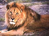 Проживающий в петербургском зоопарке индийский лев будет усыновлен партией "Воля Петербурга"
