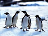 На Фолклендских островах тысячами гибнут пингвины