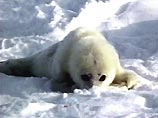 На берегу Белого моря обнаружены 100 тюленей с отрезанными головами и ластами
