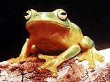 Массовое уничтожение диких лягушек в Китае привело к увеличению саранчи
Массовое уничтожение диких лягушек в Китае привело к увеличению саранчи
